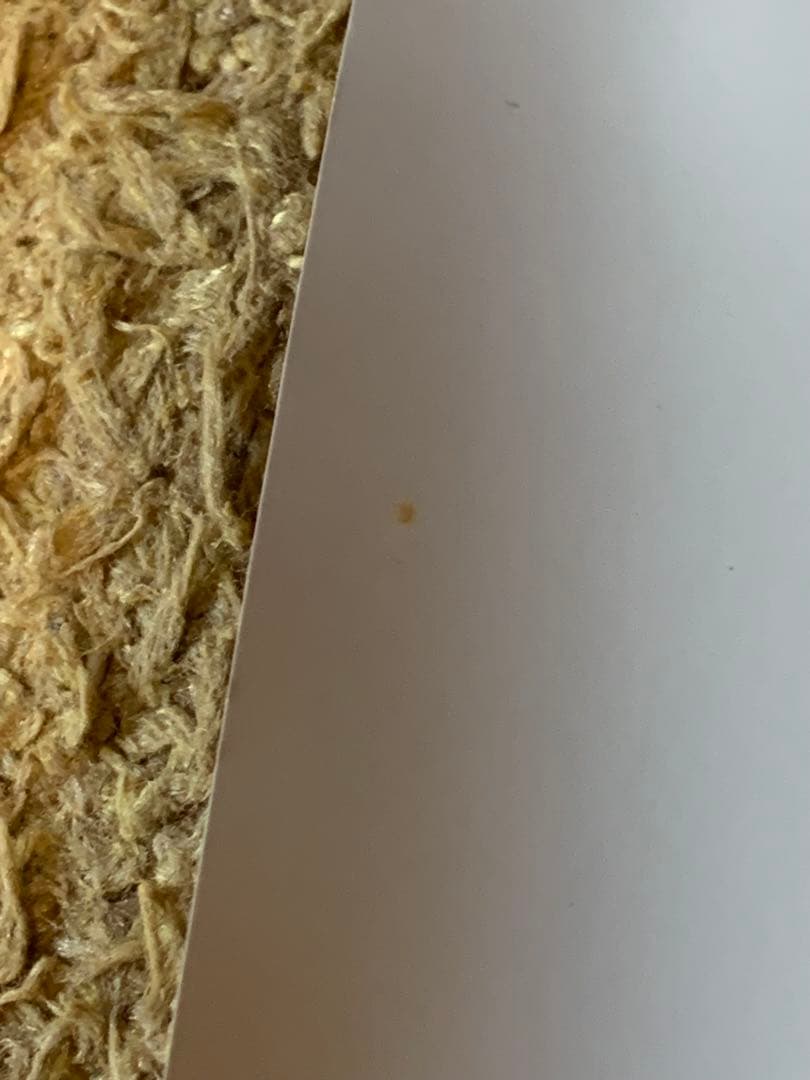 矢沢永吉ポスター