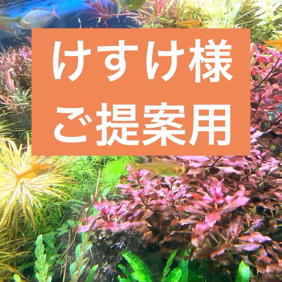けすけ様　ご提案用　天然水槽用流木　沈水確認済み