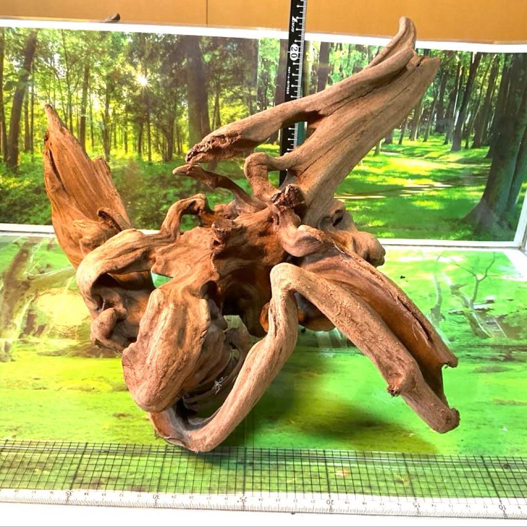 けすけ様　ご提案用　天然水槽用流木　沈水確認済み