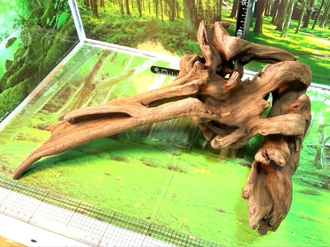 けすけ様　ご提案用　天然水槽用流木　沈水確認済み