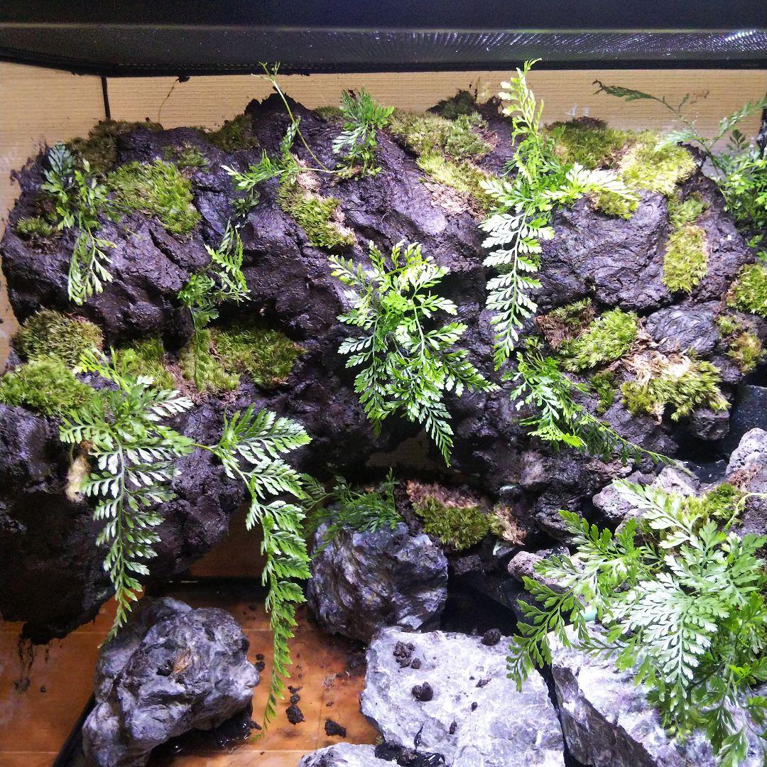 アクアテラリウム