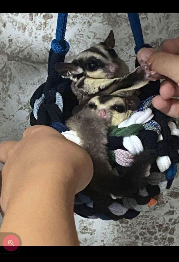 モモンガかごポーチ♡カラーお任せ１個♡中サイズ♡ハンギングバスケット