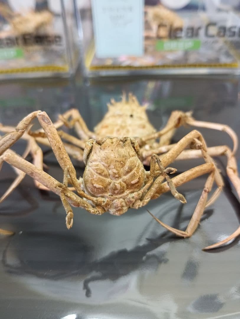 稀少レア平家怨霊瀬戸内海産人面蟹ペア源平合戦古戦場立体リアル標本ペア２点セット