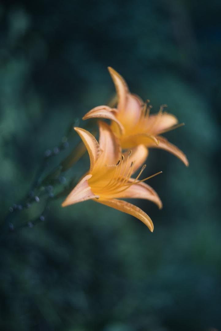 ニッケル癖玉！Leica Nickel Summar 5cm オールドレンズ