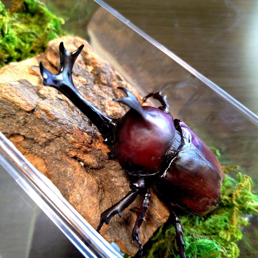 野生超特大巨大頭角カブトムシ標本82mm頭角幅20.5mm胸角幅5.9mmぐらい