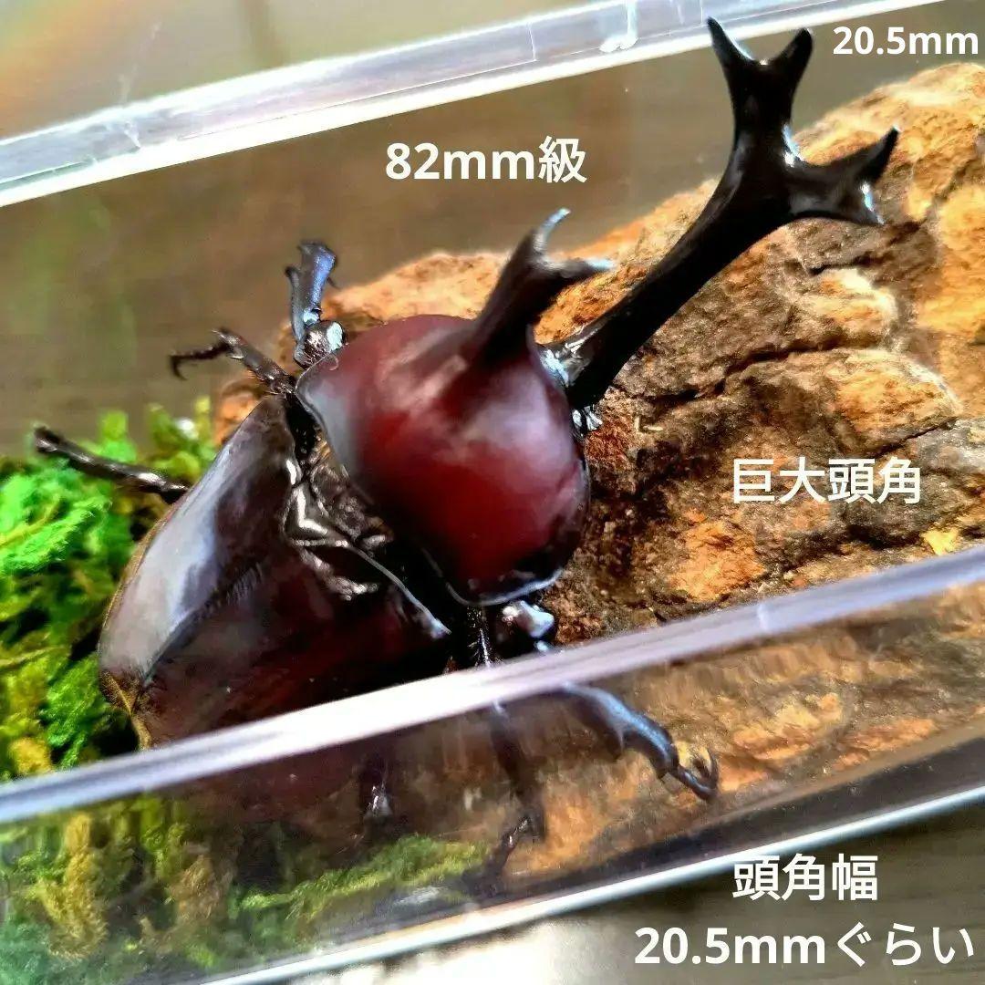 野生超特大巨大頭角カブトムシ標本82mm頭角幅20.5mm胸角幅5.9mmぐらい