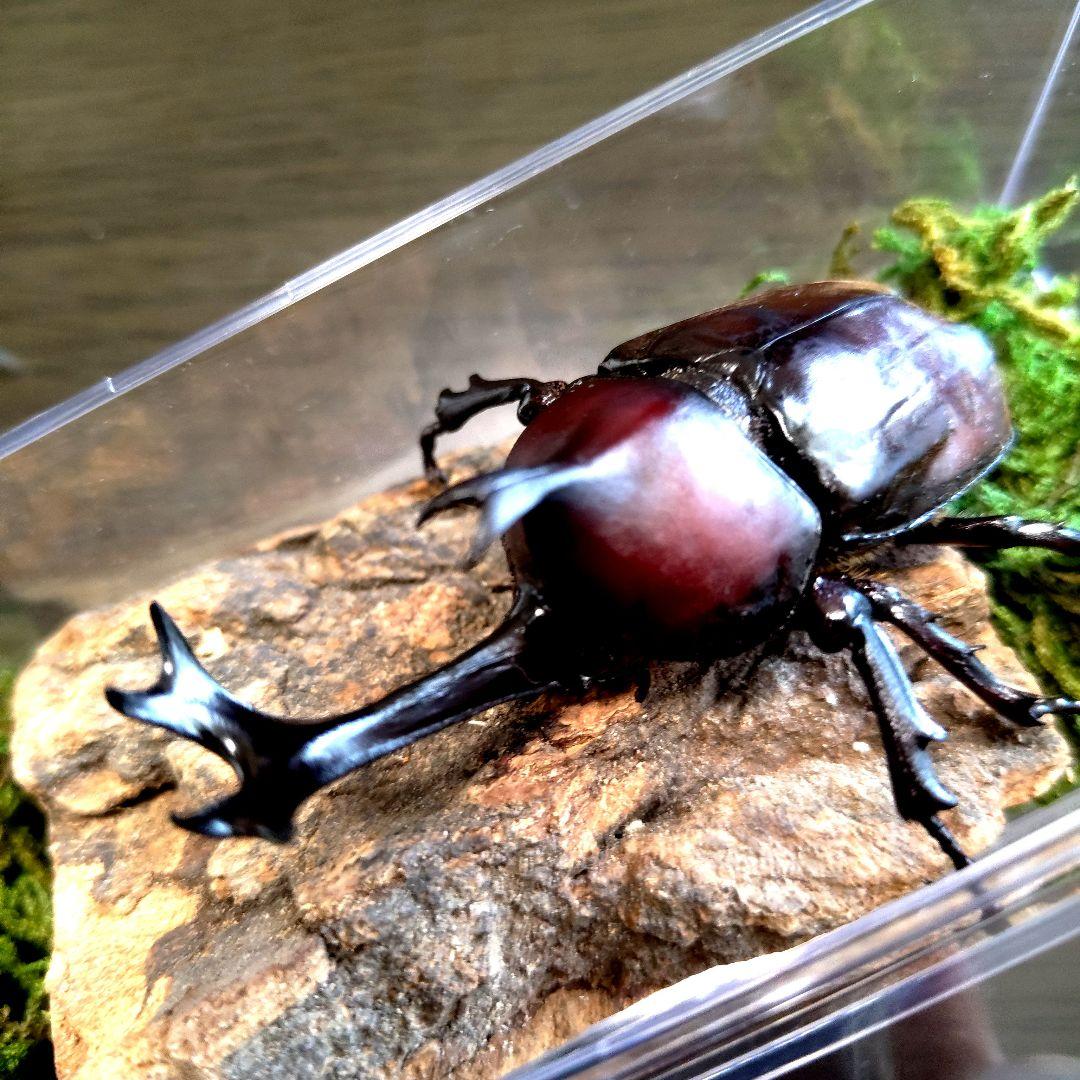 野生超特大巨大頭角カブトムシ標本82mm頭角幅20.5mm胸角幅5.9mmぐらい