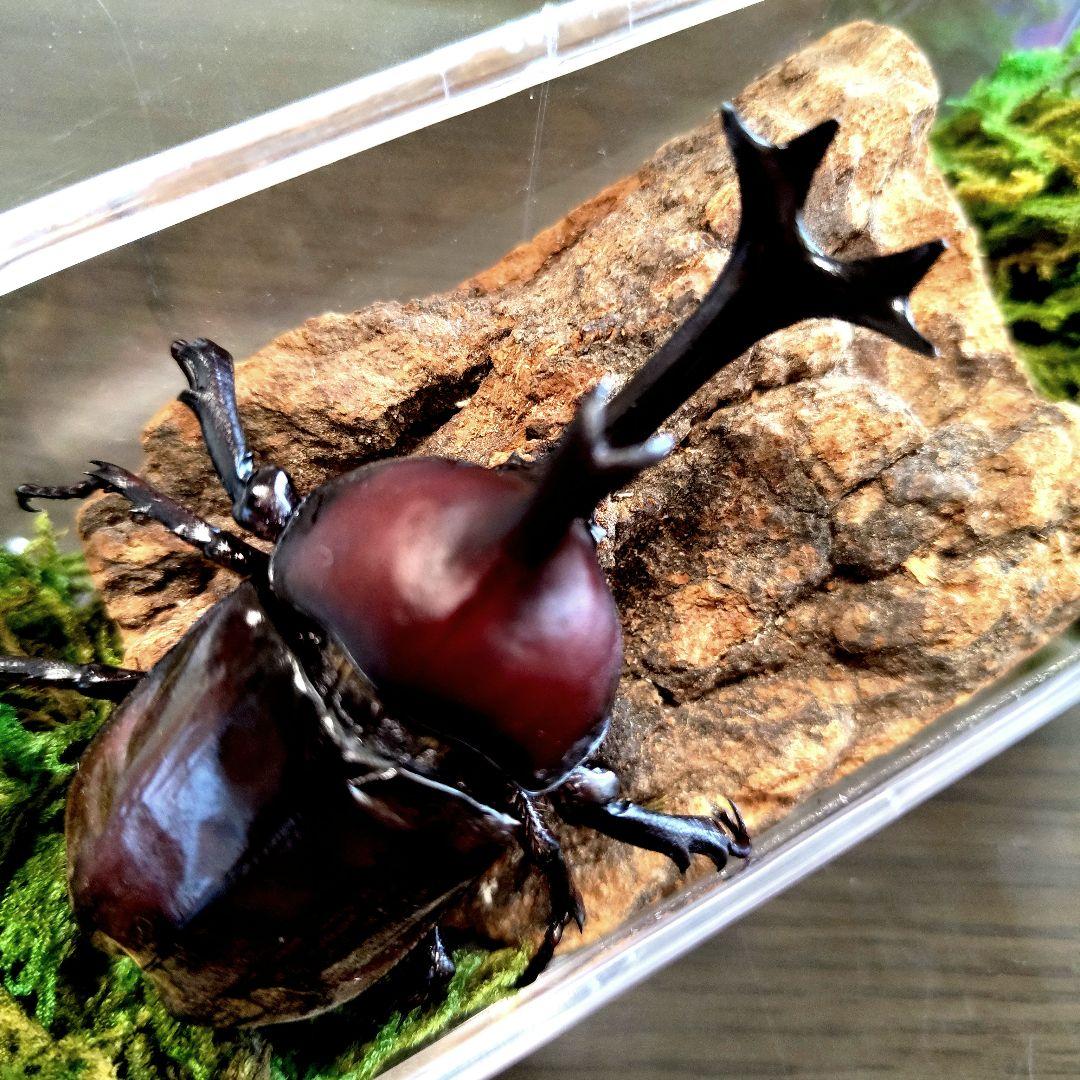 野生超特大巨大頭角カブトムシ標本82mm頭角幅20.5mm胸角幅5.9mmぐらい