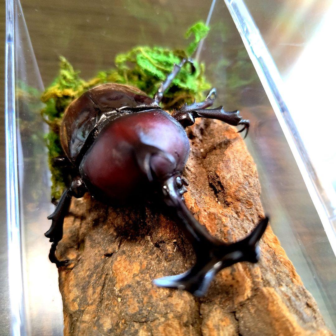野生超特大巨大頭角カブトムシ標本82mm頭角幅20.5mm胸角幅5.9mmぐらい