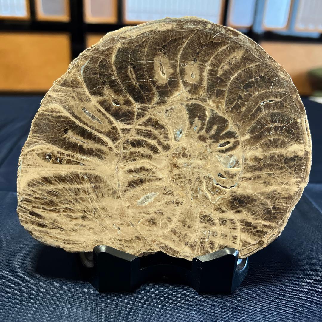 化石（アンモナイト）