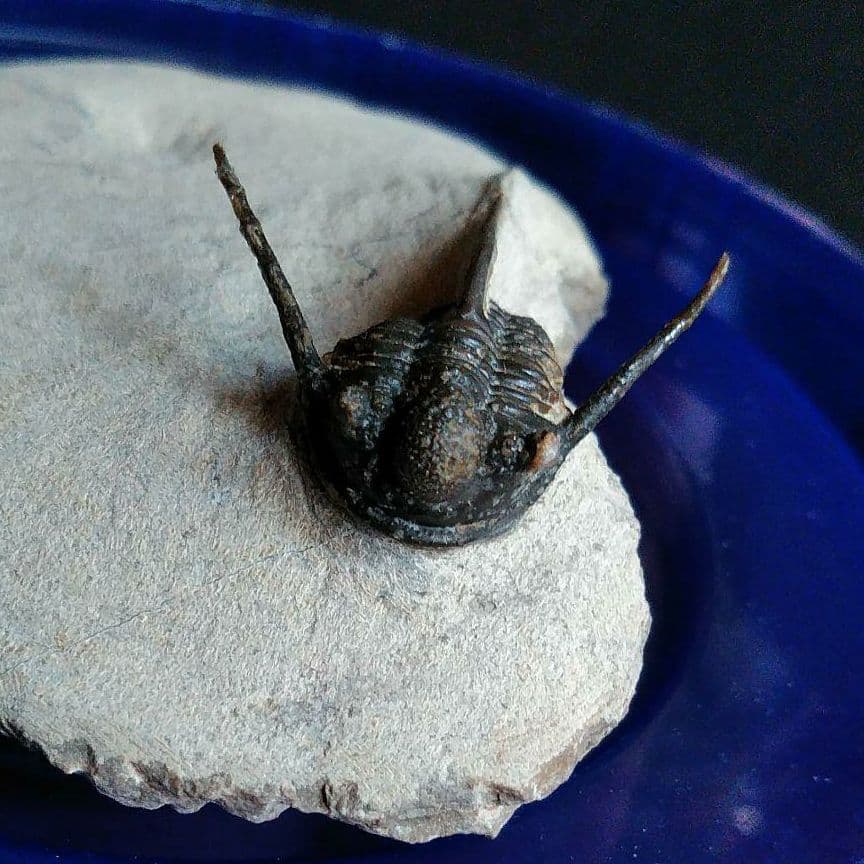 化石　骨格　標本　三葉虫　キファスピス　30mm