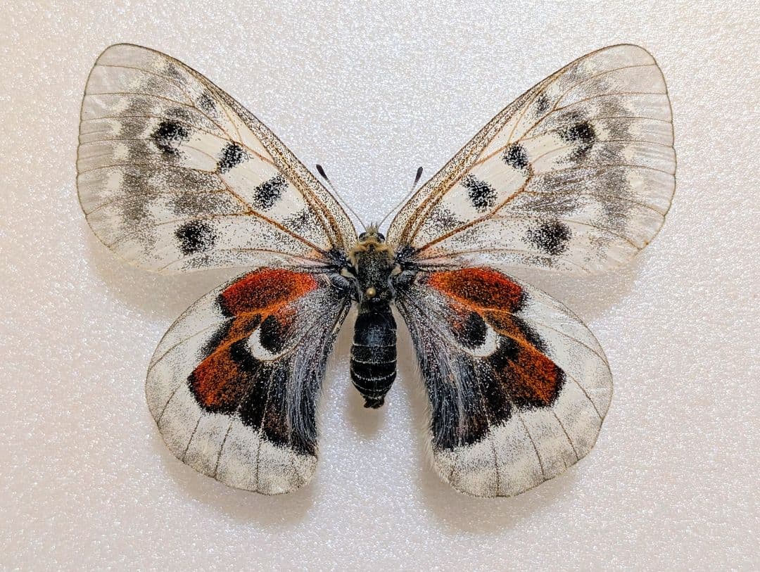 珍品　HYBRID　パルナシウス・アポロ・アラベント　蝶　標本