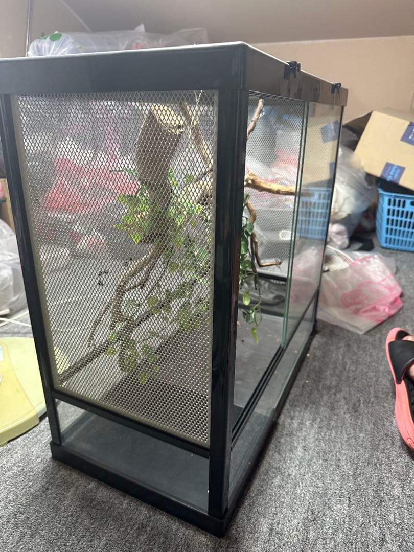 ［引き取り限定］中型ガラス飼育ケージ 600木の枝付きおまけケージ2個