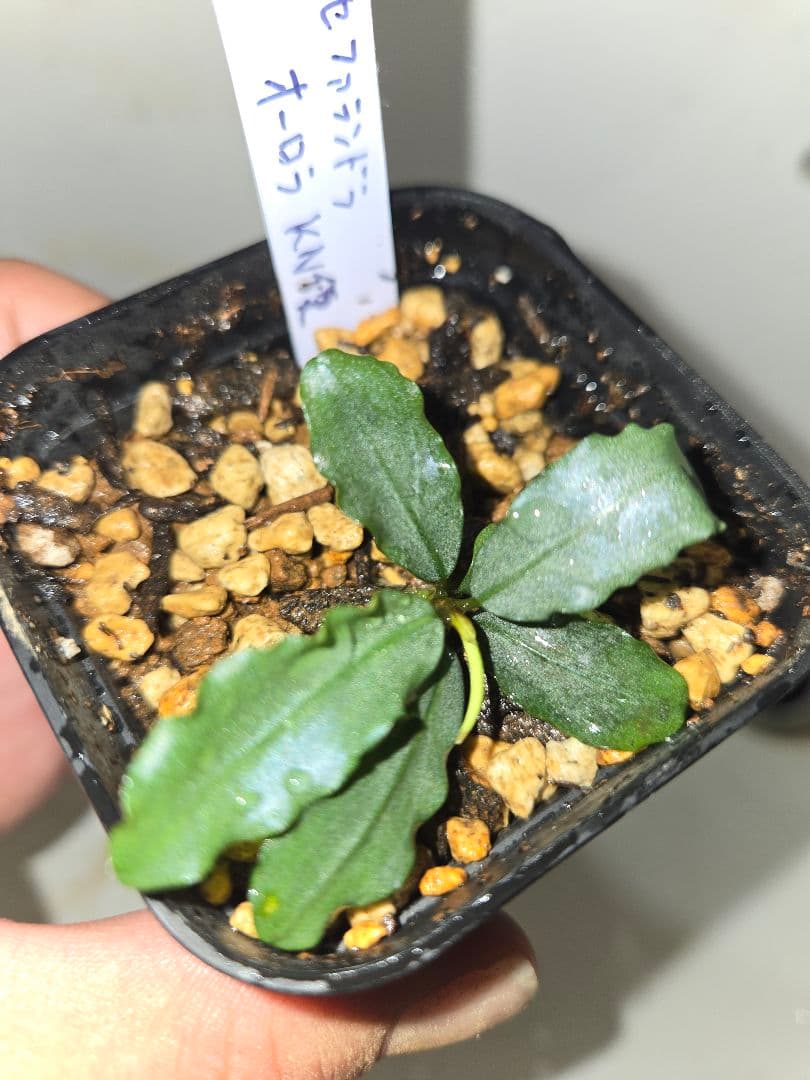 Bucephalandra sp. Aurora KN便　水上葉