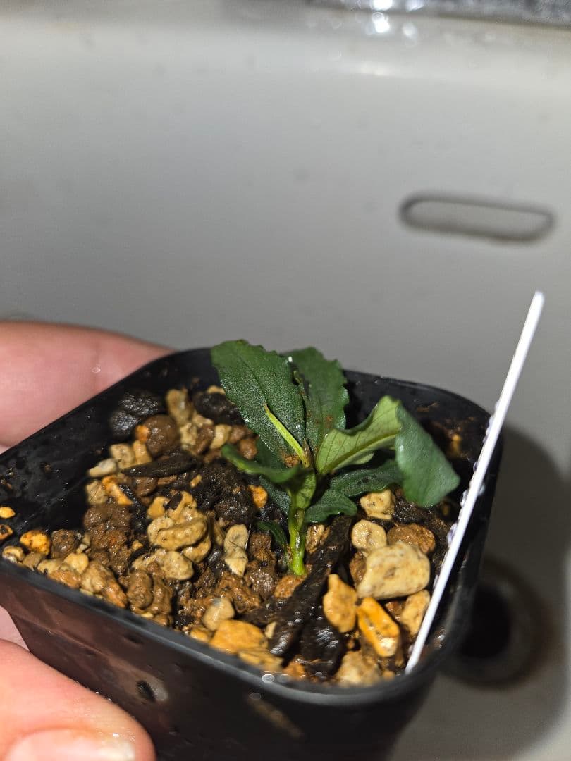 Bucephalandra sp. Aurora KN便　水上葉