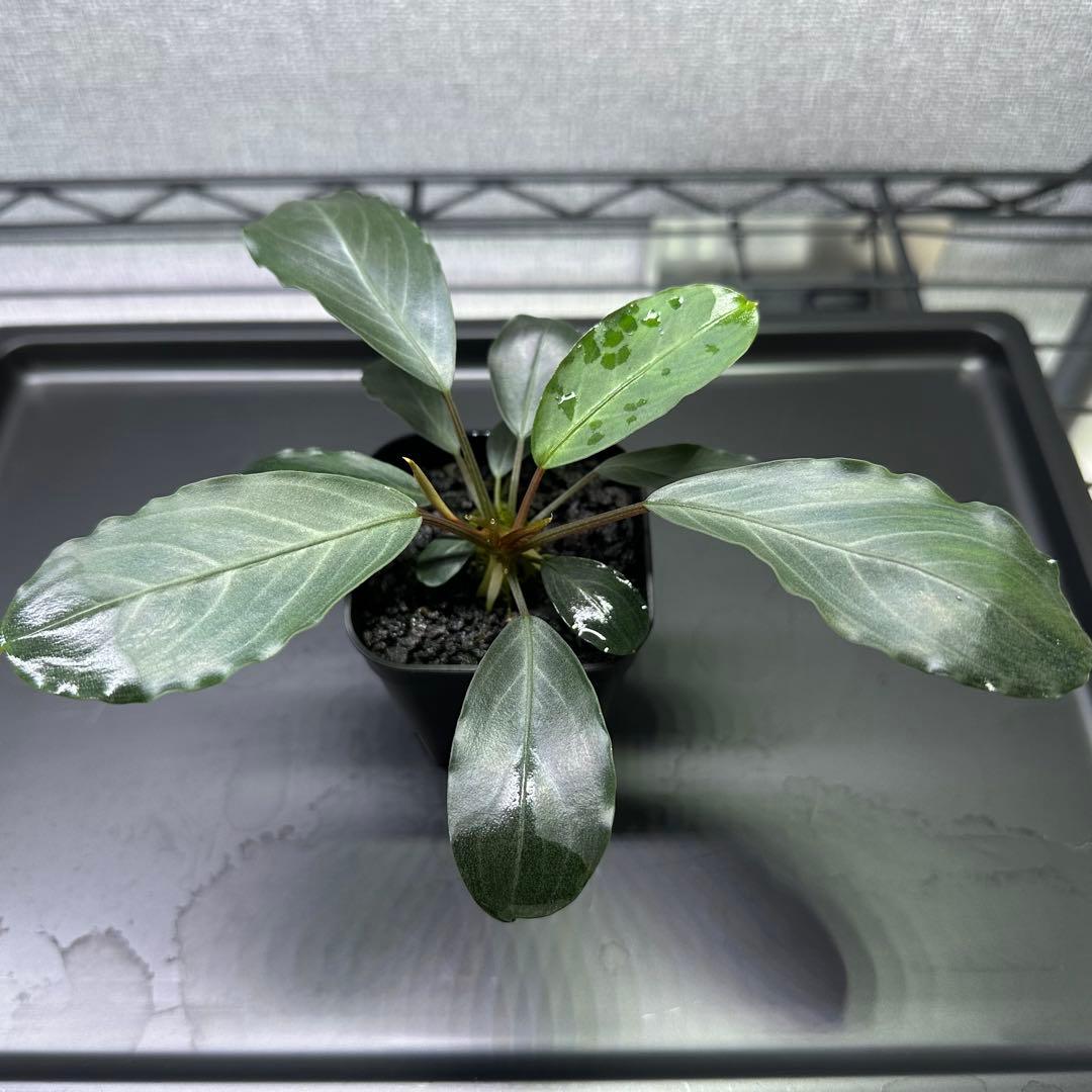 ブセファランドラsp.パールグレイ【TB便】