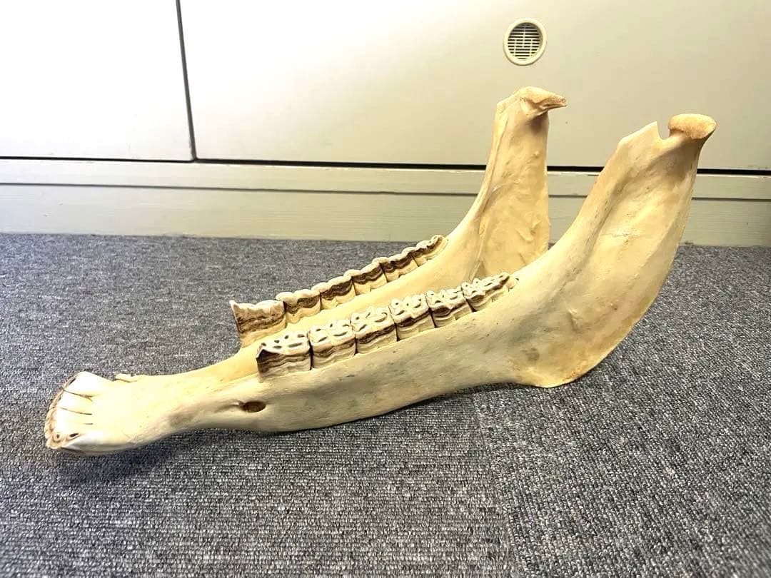 【新品】キハーダ　ロバの下顎の楽器