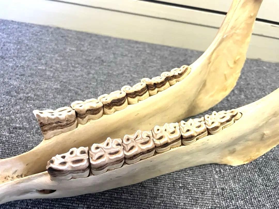 【新品】キハーダ　ロバの下顎の楽器