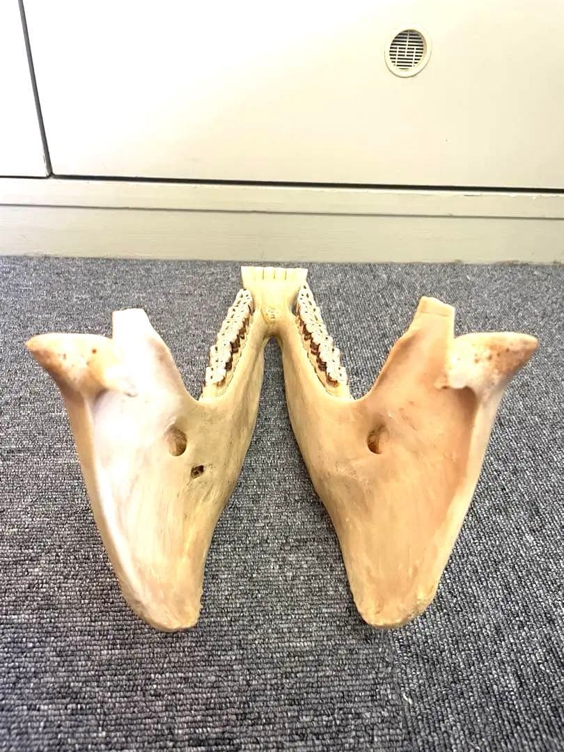 【新品】キハーダ　ロバの下顎の楽器