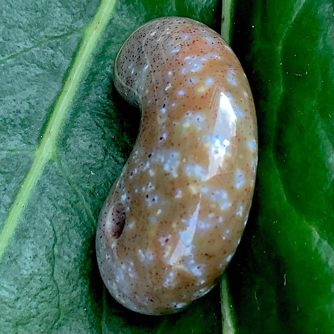 ✳摩訶不思議な色彩　花仙山出雲型勾玉　ピカピカ極上研磨　⭕️鑑定鑑別書付の本物です