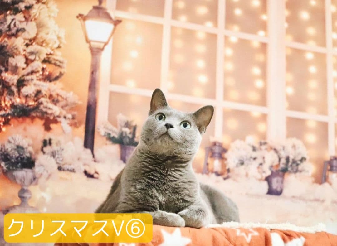 背景布【お正月I】サンプル　縦長　ペット撮影用ブース年賀状　梅の花　和柄　赤富士