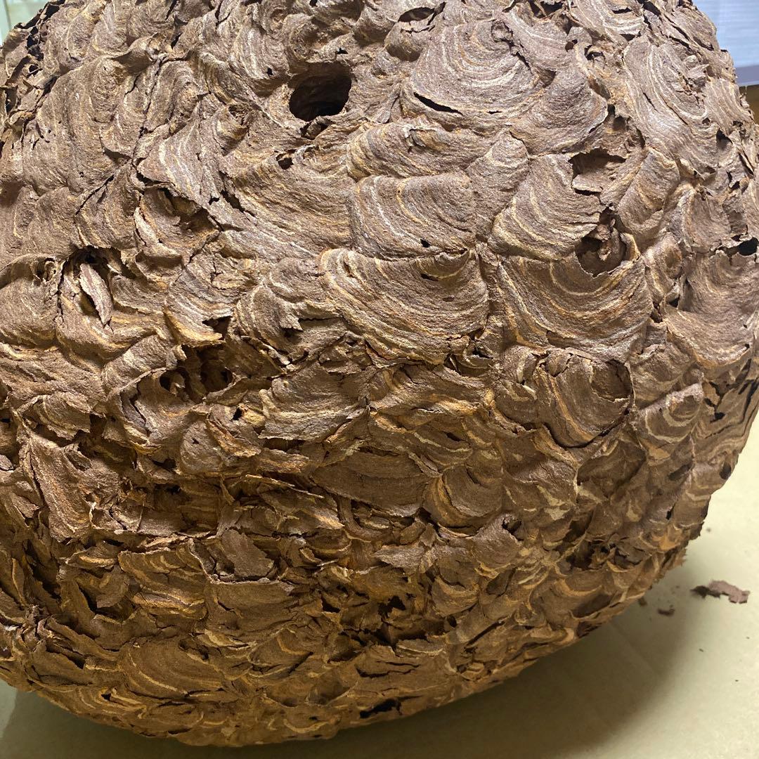 雀蜂の巣 スズメバチ ガラスケース　ハチの巣 オルゴール付きの木箱