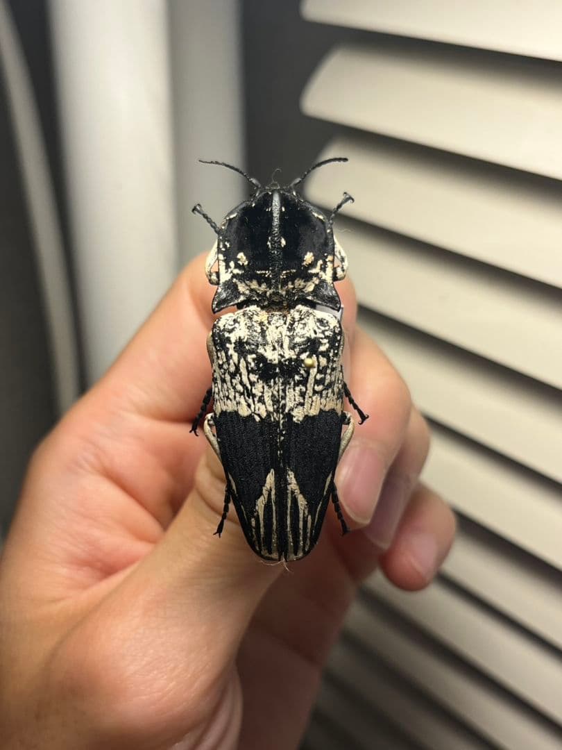 【特大極美】Lycus sp.コメツキムシ 52mmコガネムシゾウムシ昆虫標本