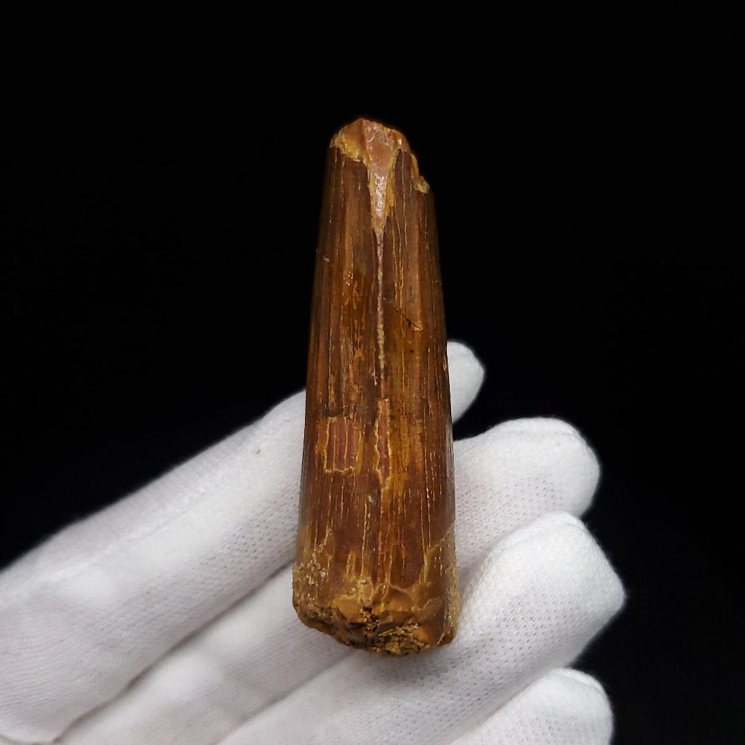 スピノサウルス 本物 モロッコ産 52.91mm sp470