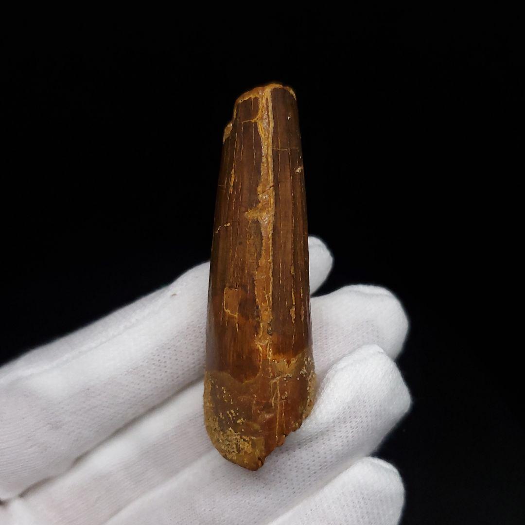 スピノサウルス 本物 モロッコ産 52.91mm sp470