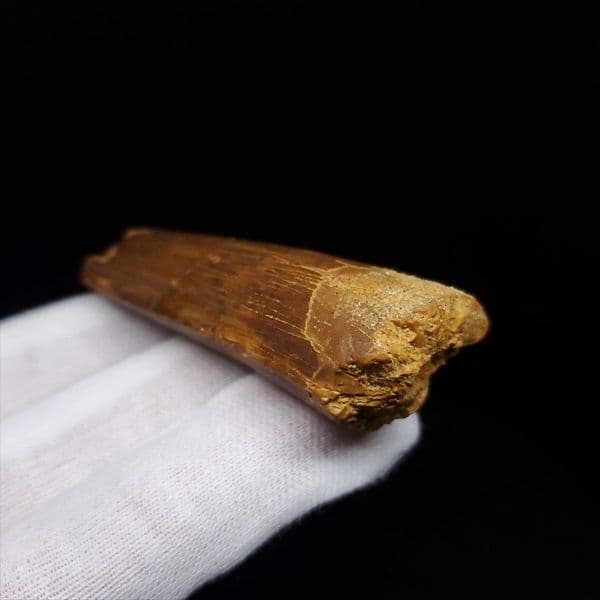 スピノサウルス 本物 モロッコ産 52.91mm sp470