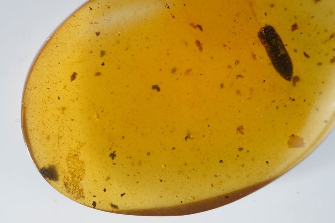 レア極上品TA0026虫入り琥珀化石　ミャンマーカムティかタナイ9900万年前