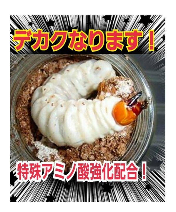 極上！黒アワビタケ菌糸瓶【8本】初令、2令に最適なサイズ！ニジイロクワガタに！