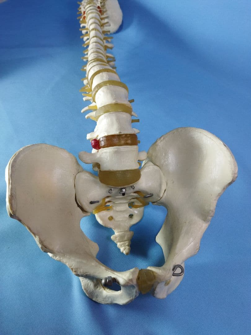 脊椎模型 約70cm 骨格標本　人体模型　カイロ　整体　整骨院　鍼灸