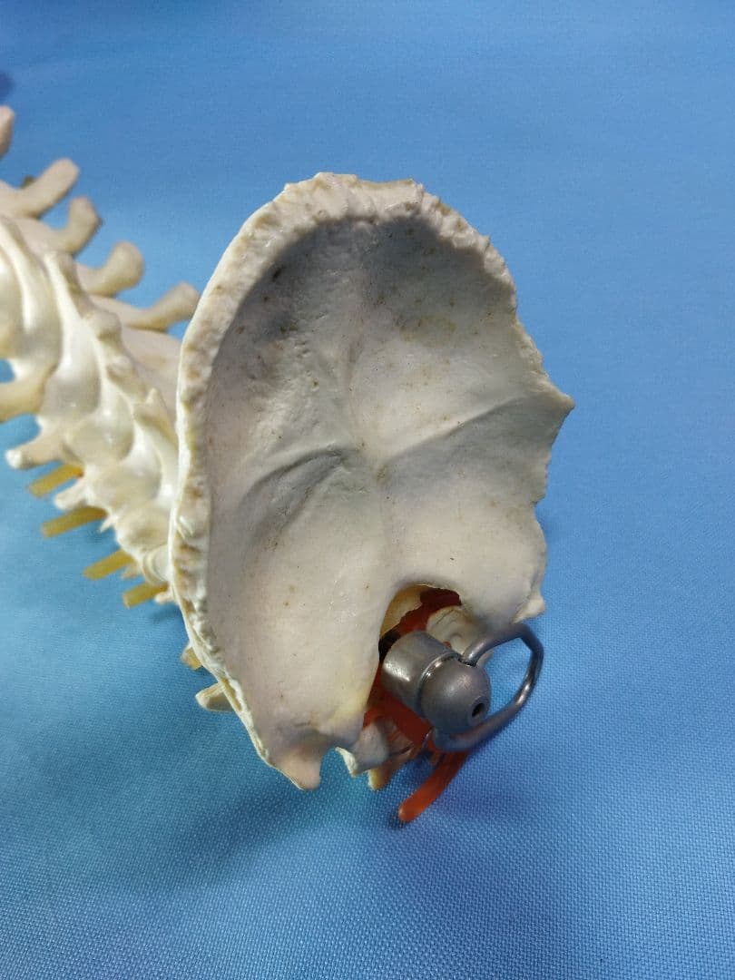 脊椎模型 約70cm 骨格標本　人体模型　カイロ　整体　整骨院　鍼灸