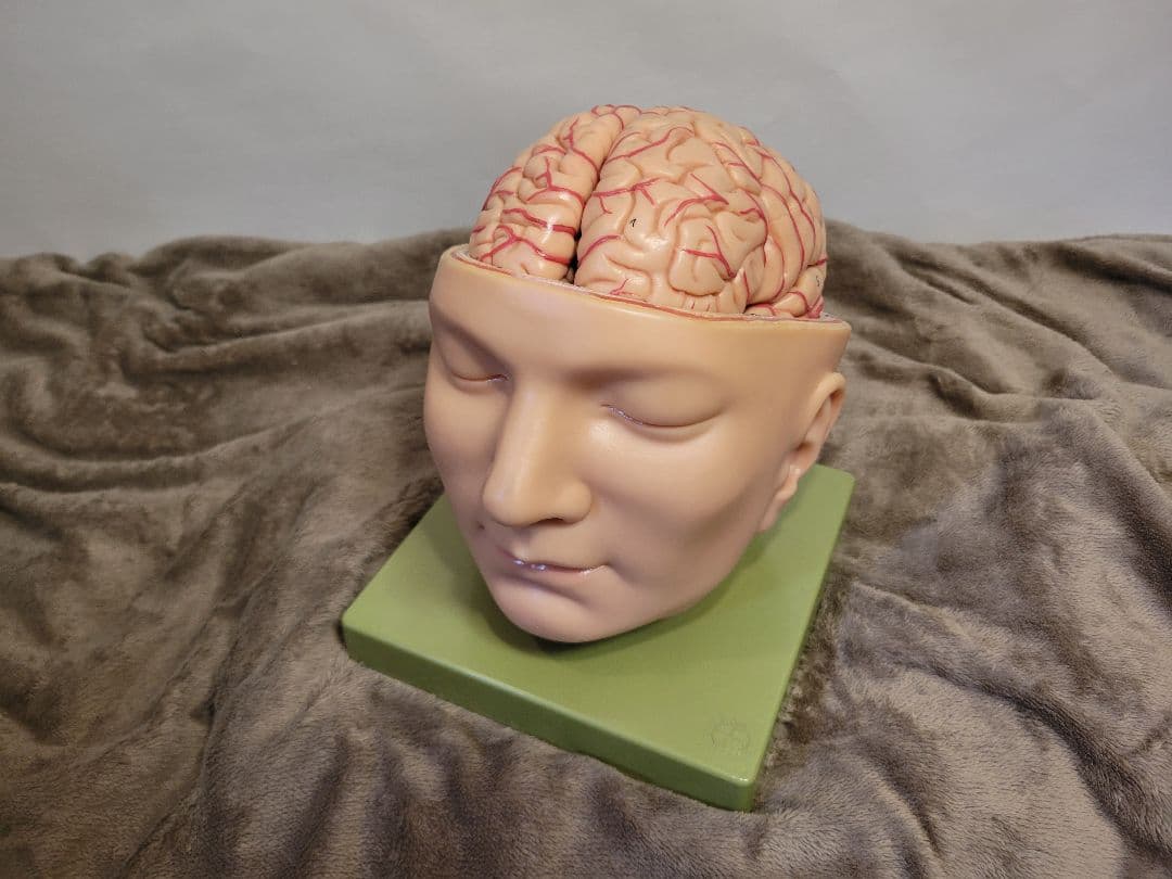 SOMSO BS5 頭部基底模型 脳模型 中古