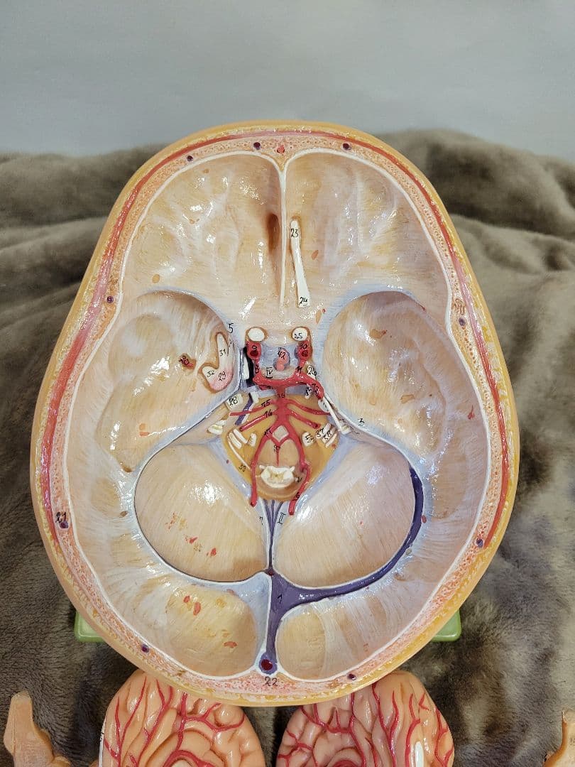SOMSO BS5 頭部基底模型 脳模型 中古
