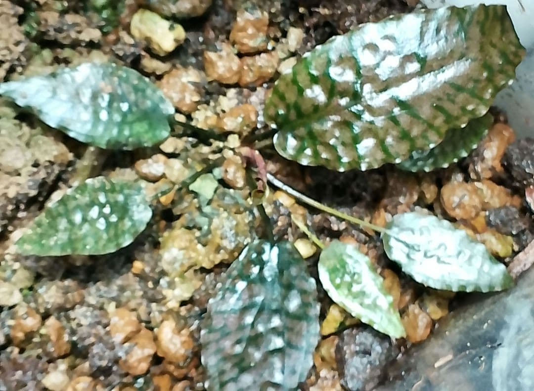 特価クリプトコリネ ストリオラータ ムアラワハウ TB便