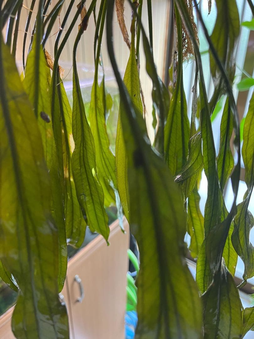 エキノドルススーパーレッド　大株　一株