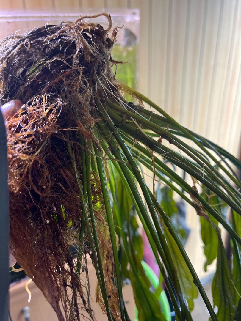 エキノドルススーパーレッド　大株　一株