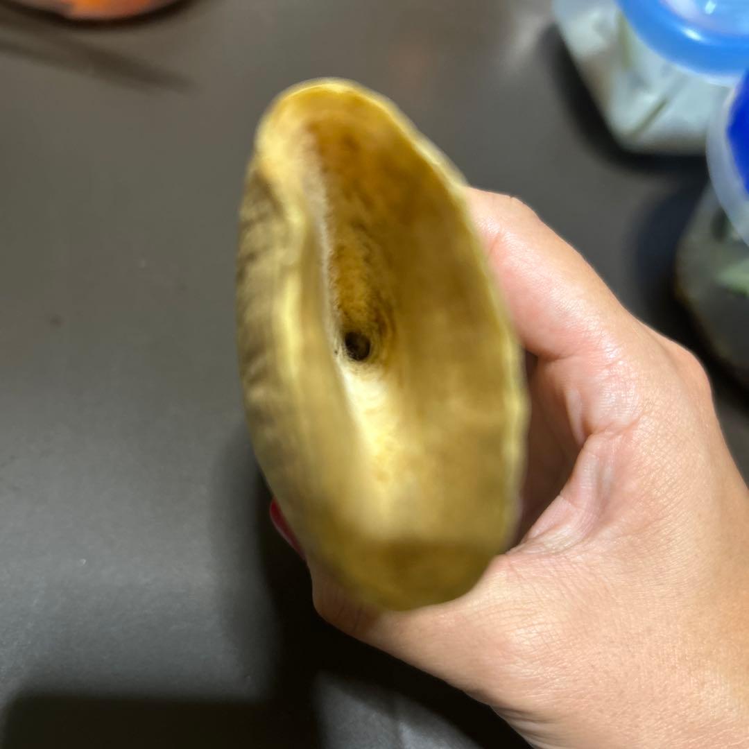 マッコウクジラの歯