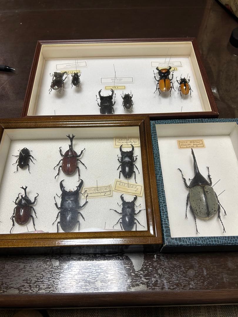クワガタ標本セット❸ 保存状態良好