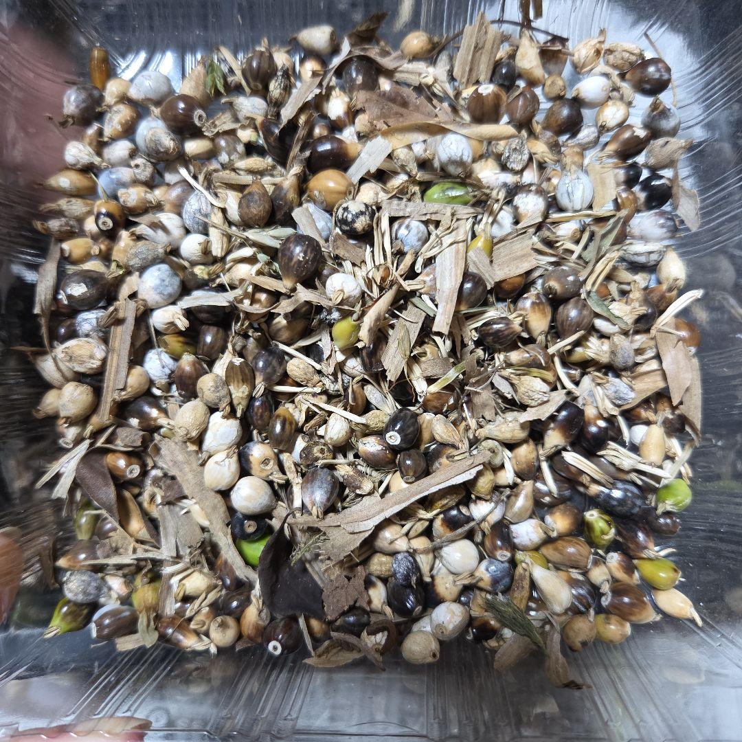 【どんべぇ様】数珠玉　ジュズダマ　4kg+予備400g