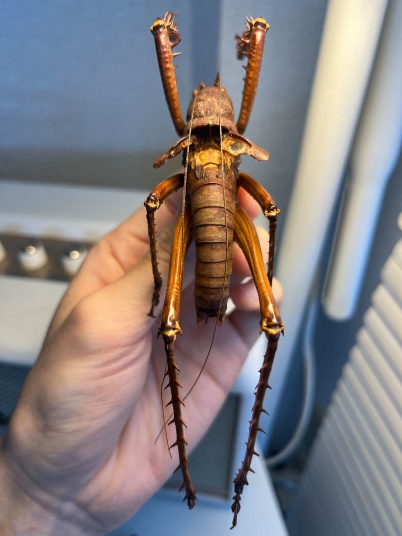 【螽斯最大級】トゲキリギリス 標本 スパイニーロブスター ナナフシコノハムシ