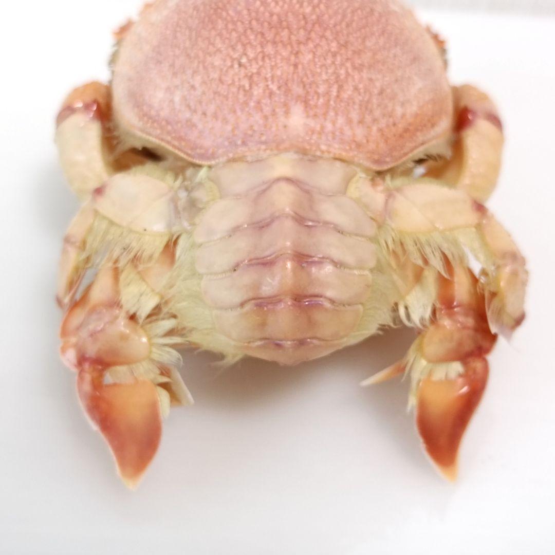 極希少【1点物】アサヒガニ② 乾燥・色彩保存標本 除肉処理済 全長約12cm