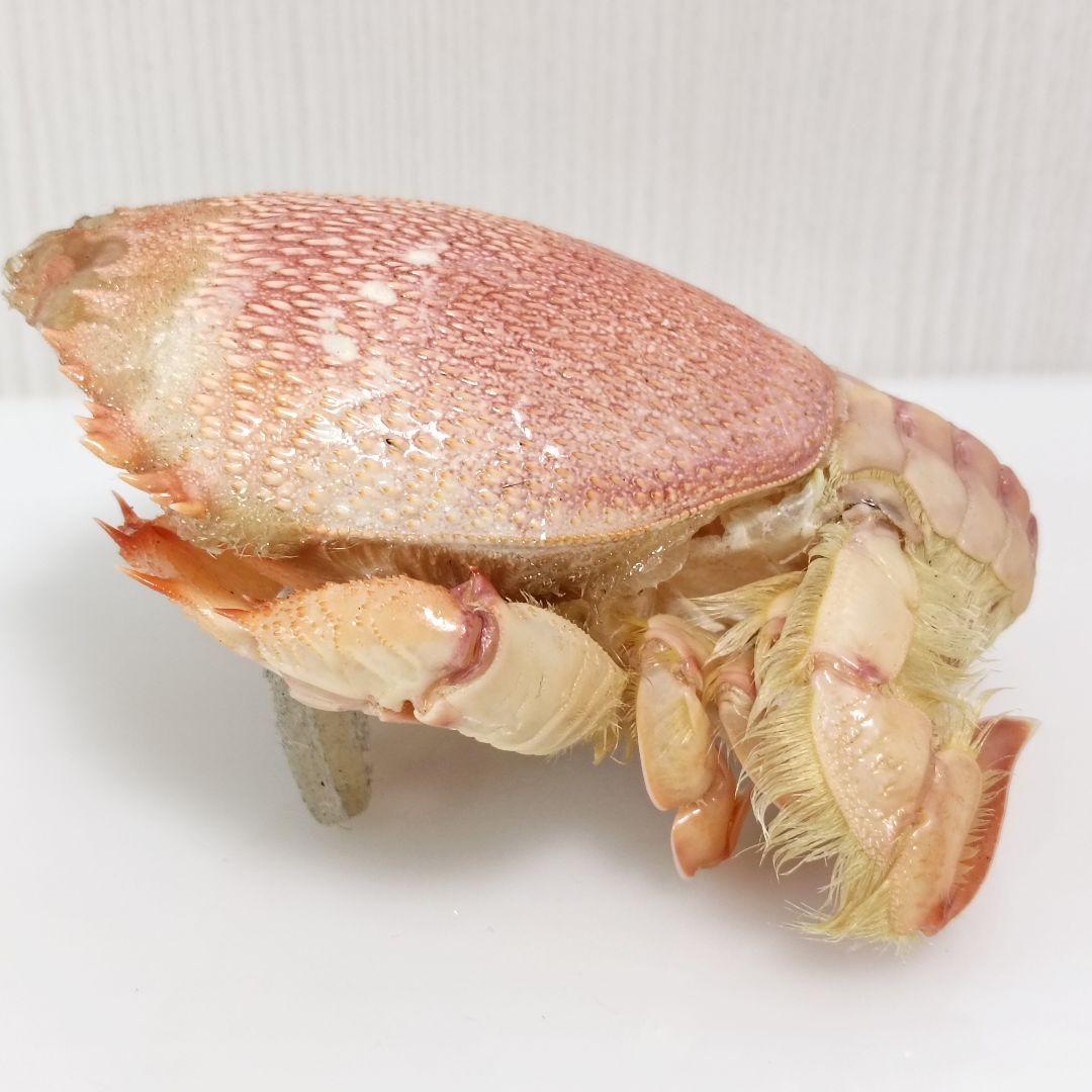 極希少【1点物】アサヒガニ② 乾燥・色彩保存標本 除肉処理済 全長約12cm