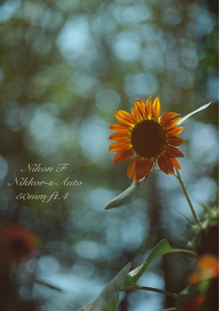 ★完動品＊美品★nikon f フォトミックftn／50mm f1.4／作例多数