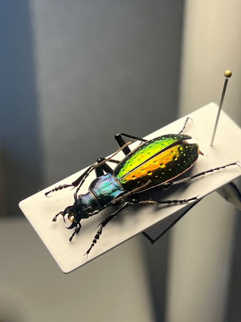 【29mm】Chrysotribax rutilans カブリモドキオサムシ標本