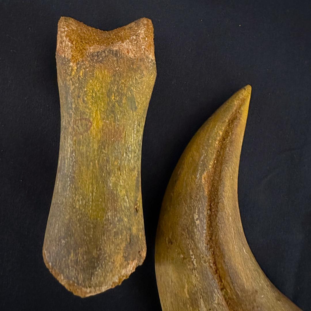 スピノサウルス ハンドクロウ かぎ爪 関節 化石 肉食恐竜 獣脚類 1337①