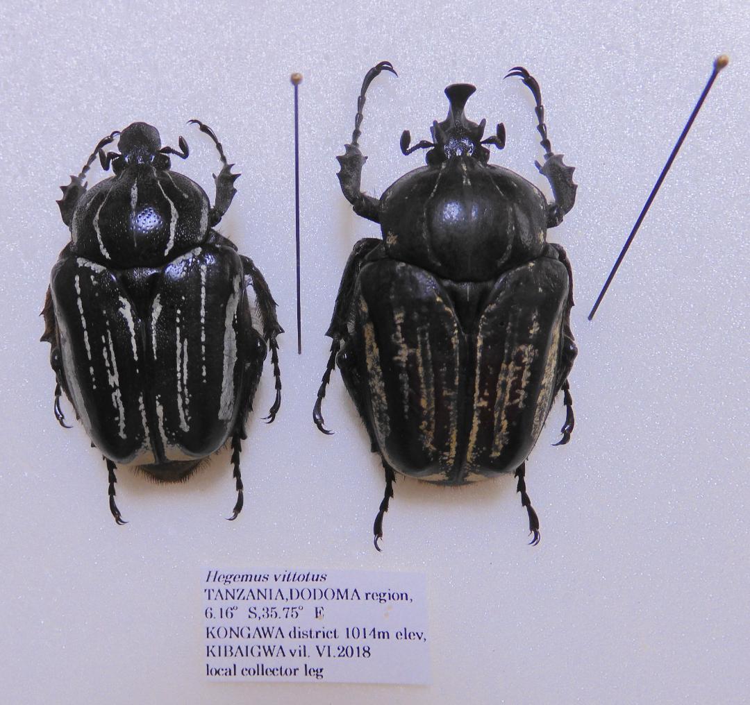 タンザニア産 タンザニアヒラズハナムグリ ペア 39-43mm