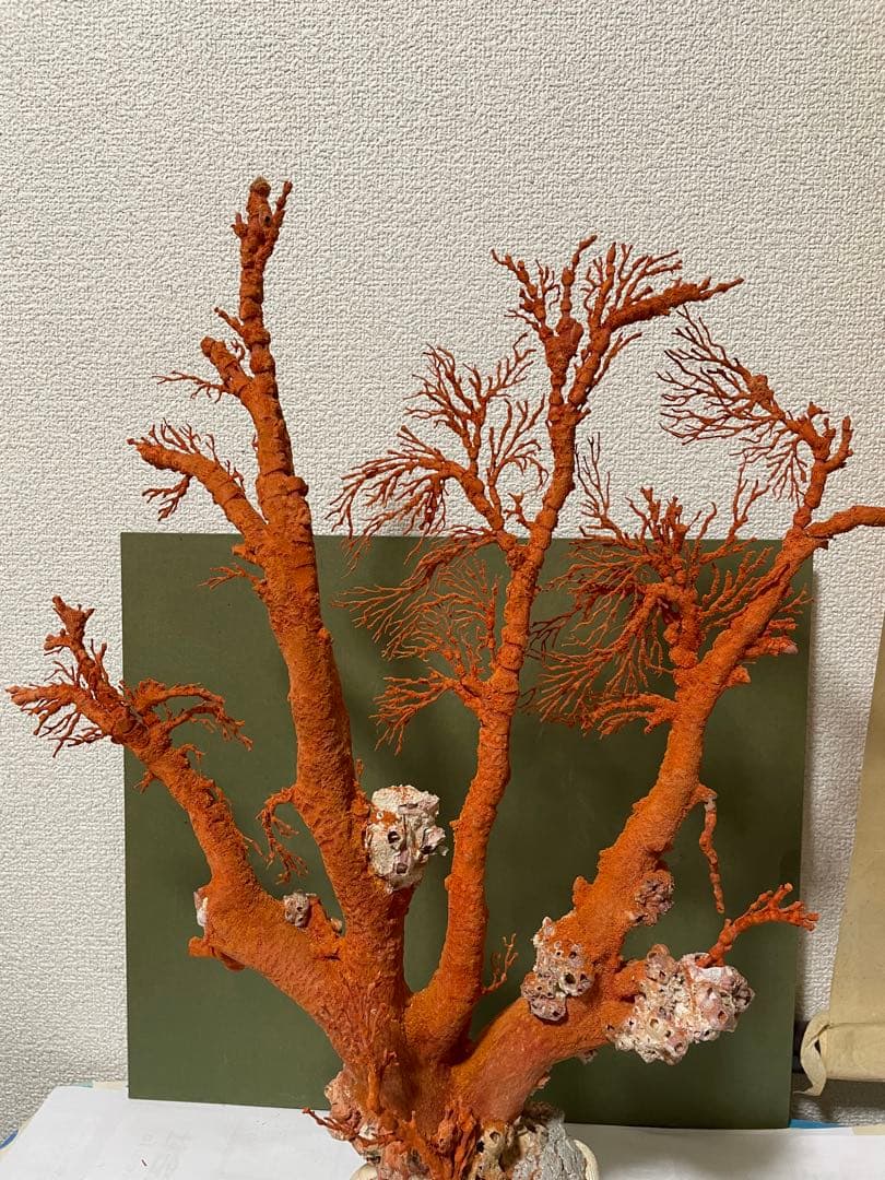 赤珊瑚 天然アップル珊瑚 原木